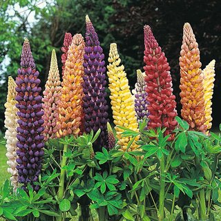 Lupin 'Band of Nobles Mix' - Seeds