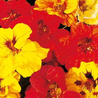 Nasturtium 'Double Gleam Mix' - Seeds