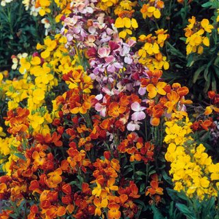 Wallflower 'My Fair Lady Mix' - Seeds