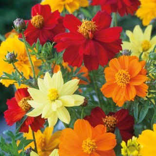 Cosmos sulphureus 'Brightness Mix' - Seeds