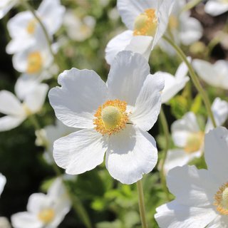 Anemone sylvestris