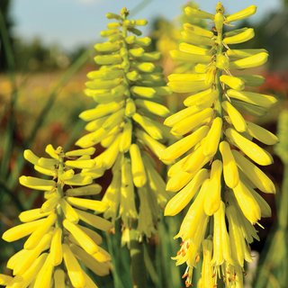 Red Hot Poker 'Lemon Popsicle'