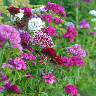 Dianthus barbatus 'Excelsior Mix' - Seeds