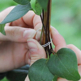 Garden Essentials - Plant Support Rings