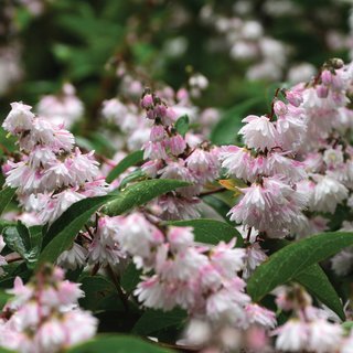 Deutzia crenata 'Pride of Rochester'