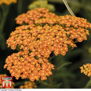 Achillea 'Terracotta'