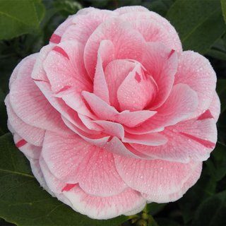 Camellia japonica 'Bonomiana'