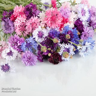 Cornflower 'Polka Dot Mix' - Seeds