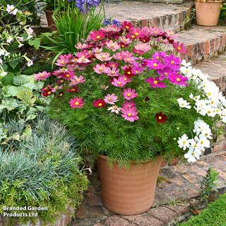 Cosmos bipinnatus 'Gazebo Mix' - Seeds