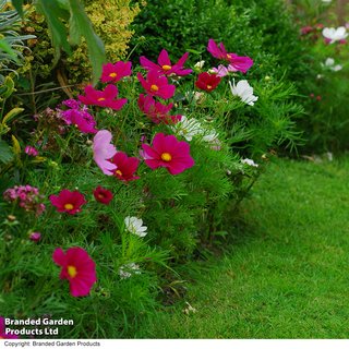 Cosmos bipinnatus 'Sonata Series Mix' - Seeds