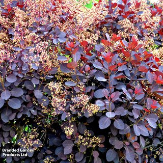 Cotinus coggygria 'Royal Purple'