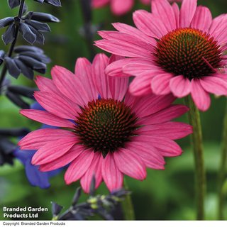 Echinacea purpurea 'Magnus' - Seeds