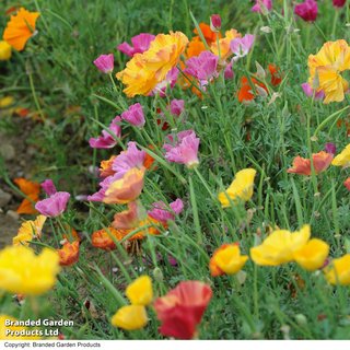 Californian Poppy 'Mixed' - Seeds