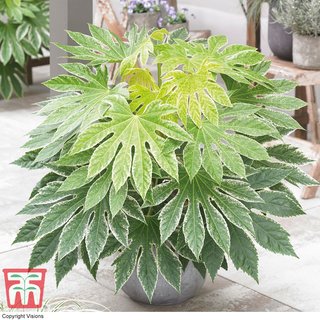 Fatsia japonica 'Spiders Web' (Tsumugi-shibori)