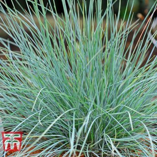 Festuca glauca 'Elijah Blue'