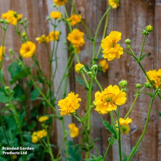 Geum 'Lady Stratheden'