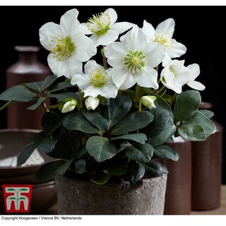 Hellebore 'Christmas Carol'