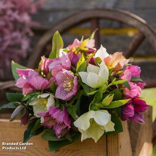 Hellebore 'Winter Flowering Mix Improved' - Seeds