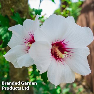 Hibiscus syriacus 'Red Heart'