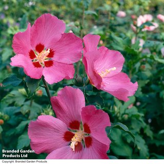 Hibiscus syriacus 'Woodbridge'