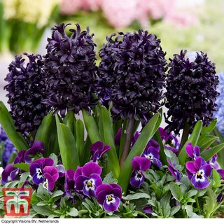 Hyacinth 'Midnight Mystic'®