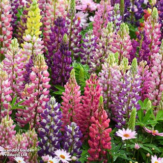 Lupin 'Russell Hybrids Mixed'