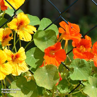 Nasturtium 'Climbing Mix' - Seeds