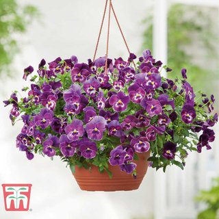 Pansy 'Cool Wave Raspberry'