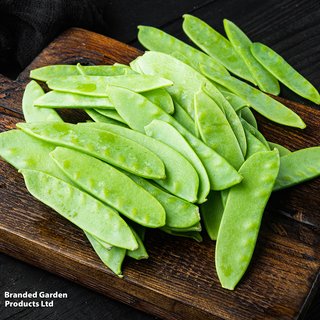 Pea 'Oregon Sugar Pod' (Mangetout) - Seeds