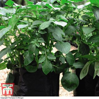 Black/Grey Potato Growing Bags