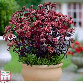 Sedum telephium 'Purple Emperor'