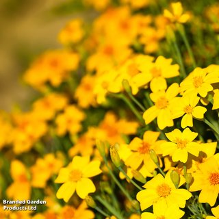 Marigold 'Golden Gem' - Seeds