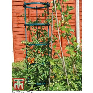 Garden Gear - Tomato Growing Support