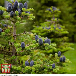 Korean Fir