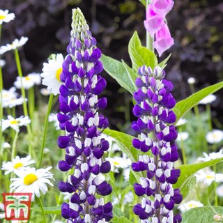 Lupin 'The Governor'