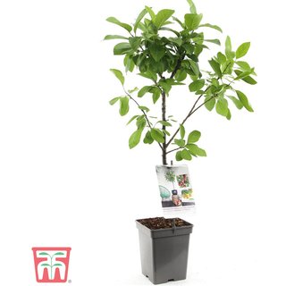 Plum Duo Patio Fruit Trees