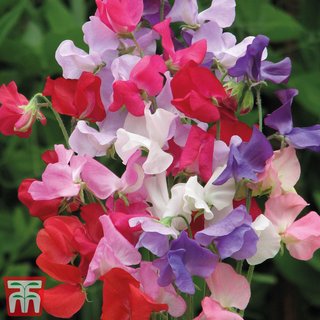 Sweet Pea 'Early Mammoth Mix' - Seeds