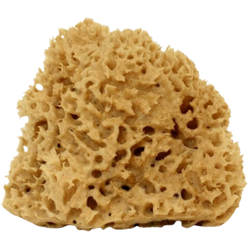 Spugna Arcipelago Lavata - Grande, 12