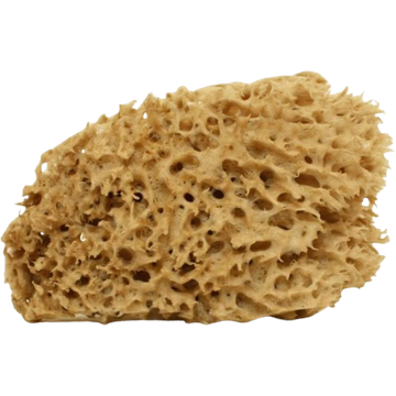 Spugna Arcipelago Lavata - Piccola, 5