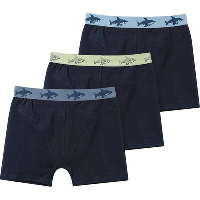 3 Jungen Boxer mit Webbund