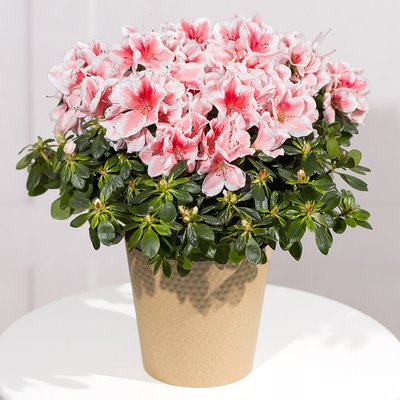 Pink Azalea Plant