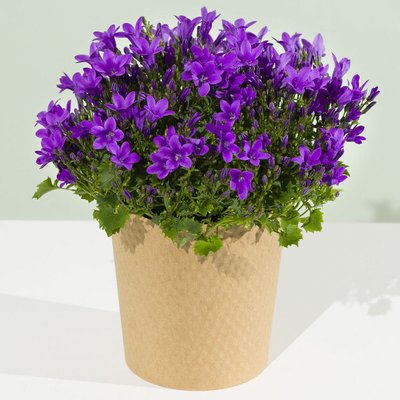 Purple Campanula Plant