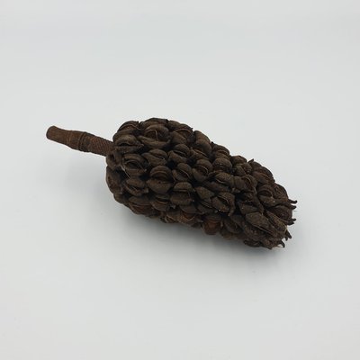 Magnolia Pod