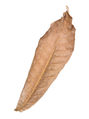 Gustavia Leaf XL