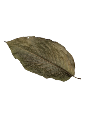 Chinese Magnolia Leaf XL