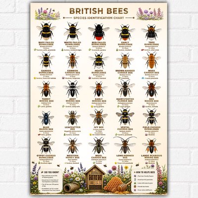 British Bees Melittology Identification Poster A3 | Botanical Bee Species Chart | UK Pollinator Guide Wall Art