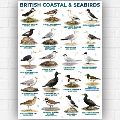 British Coastal & Seabirds Poster A3 – UK Bird Identification Chart – Nature Ornithology Guide