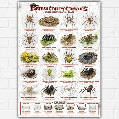 British Creepy Crawlies Spider Identification Chart Poster A3 | 20 British Spider Species & Web Types | Arachnology Educational Wildlife Wall Art