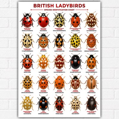 British Ladybirds Identification Chart Poster A3 | 25 Native UK Ladybird Species | Entomology Educational Wall Art | Scientific Species Guide | Nature & Wildlife Print
