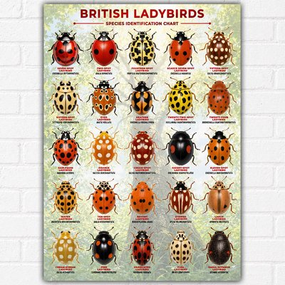 British Ladybirds Identification Chart Poster A3 | 25 Native UK Ladybird Species | Nature & Wildlife Educational Wall Art